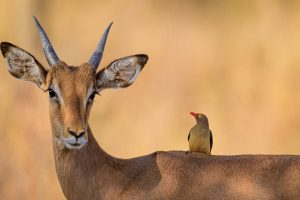 Impala Oxpecker