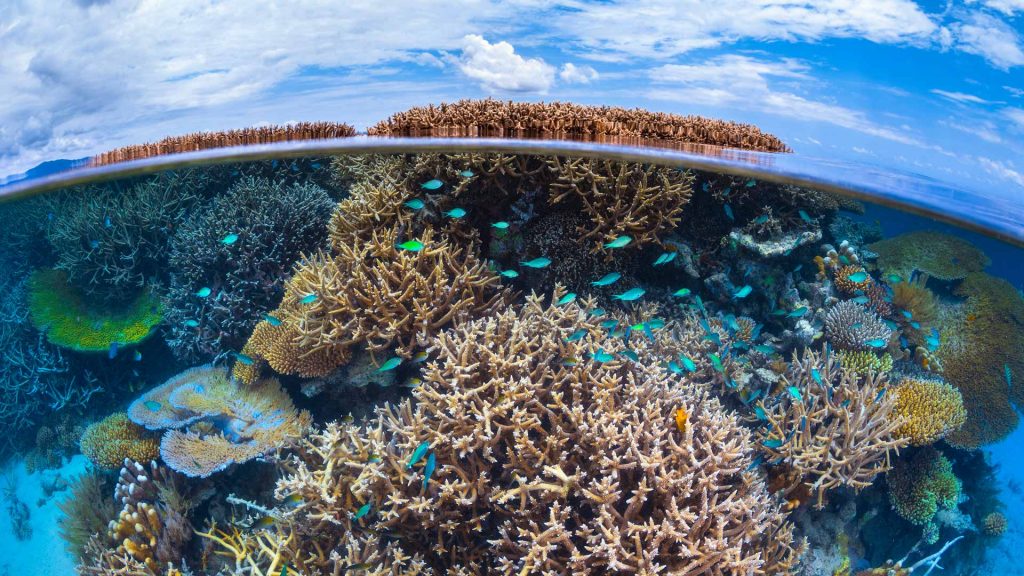 Mayotte Coral