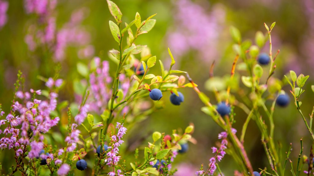 Norway Blueberries