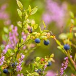 Norway Blueberries