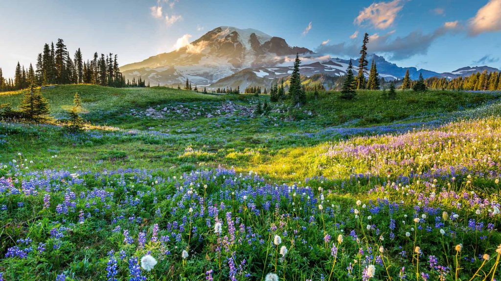 Rainier Wildflowers