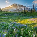 Rainier Wildflowers