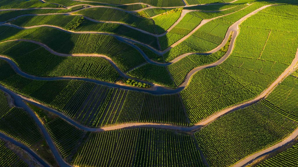 Rhineland Vineyards