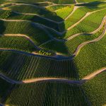 Rhineland Vineyards