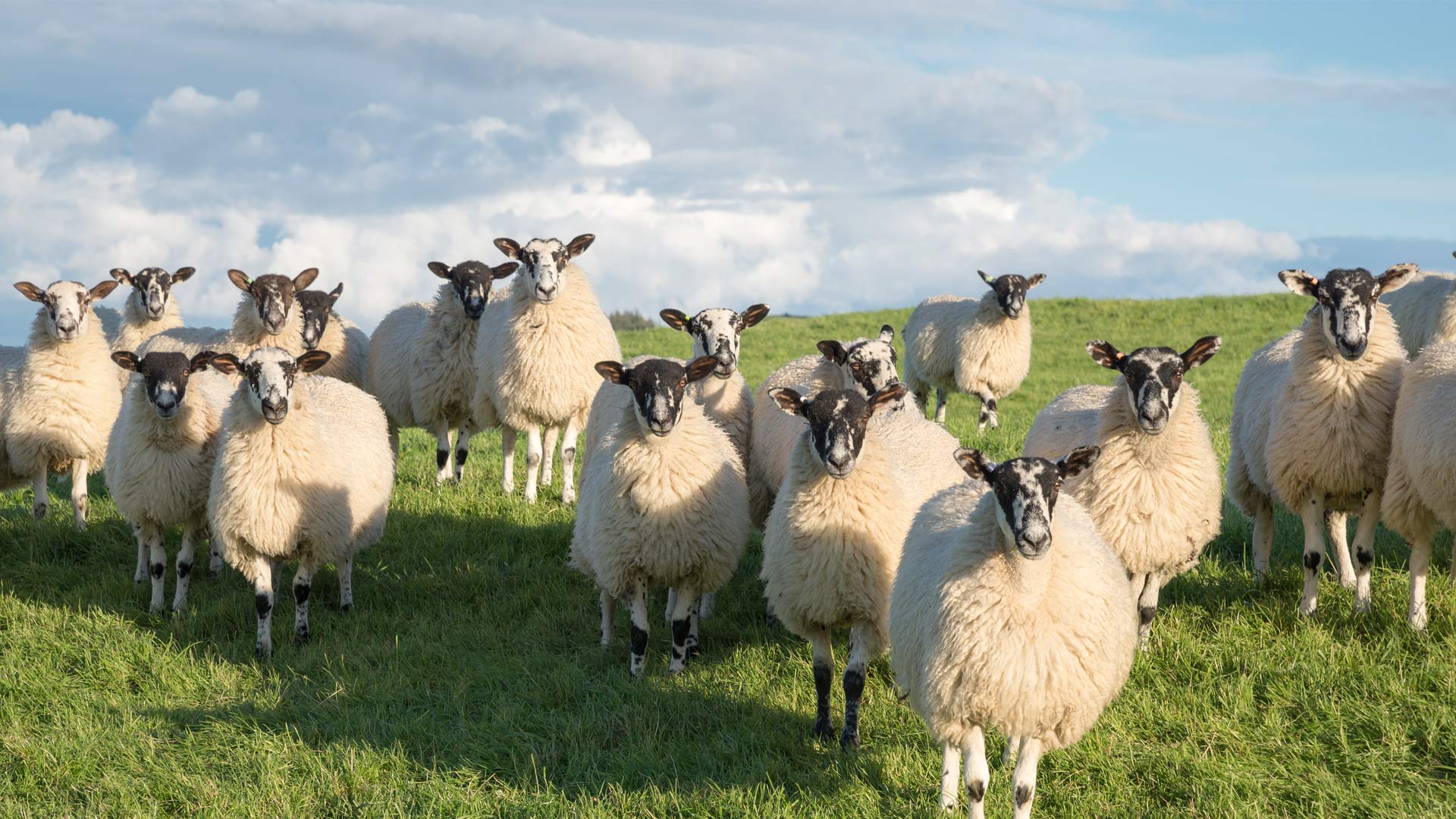 Sheep Cousins