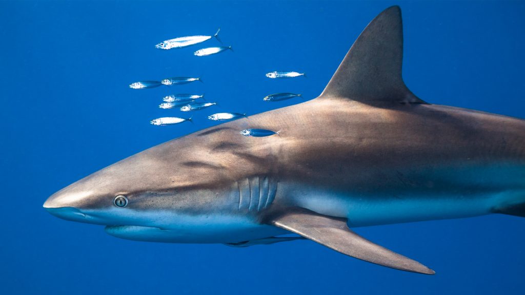 Silky Shark