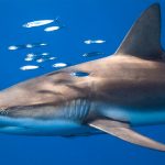 Silky Shark