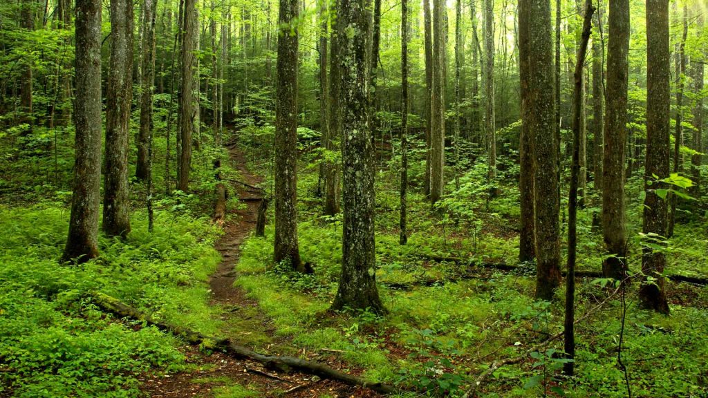 Smoky Mountain Trail