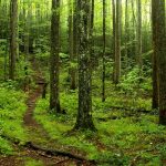 Smoky Mountain Trail