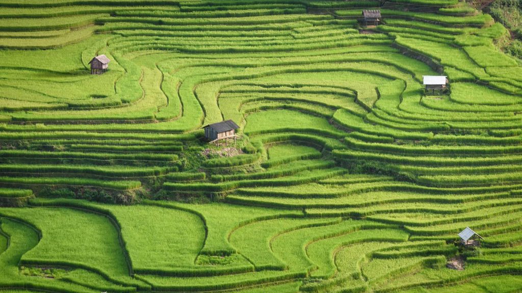 Yen Bai Terraces