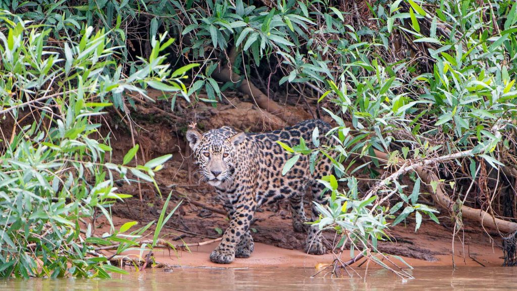 Young Jaguar