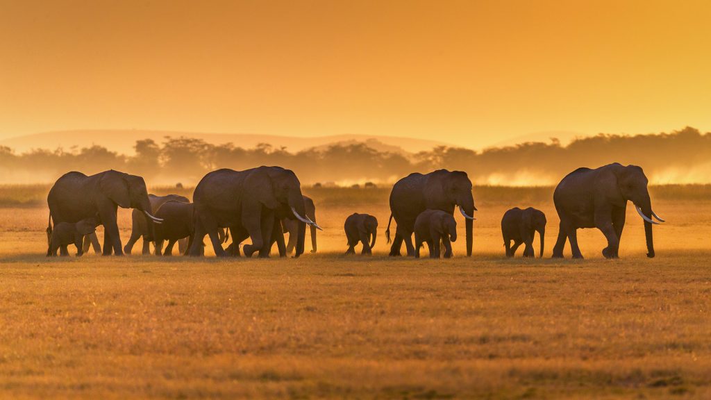 Elephants Amboseli