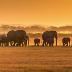 Elephants Amboseli