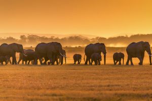 Elephants Amboseli