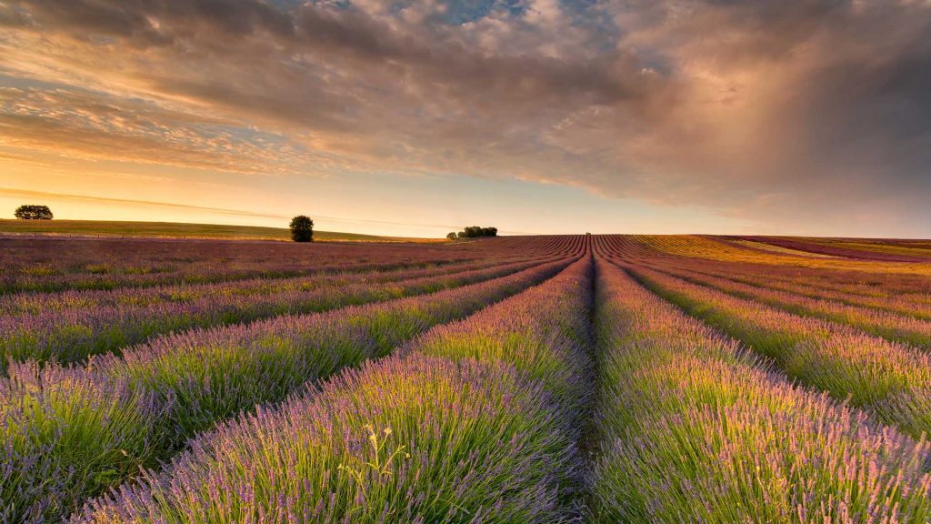 Hertfordshire Lavender