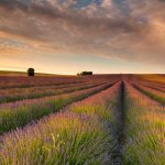 Hertfordshire Lavender