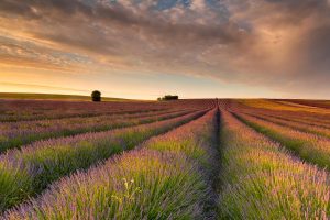 Hertfordshire Lavender