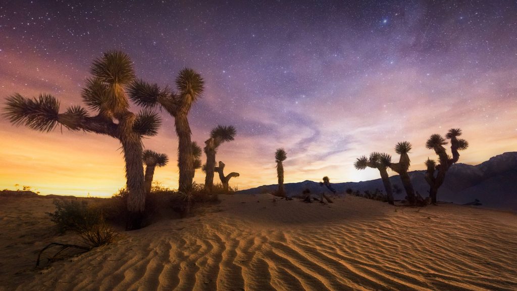 Joshua Tree NP