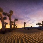 Joshua Tree NP