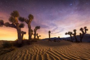 Joshua Tree NP