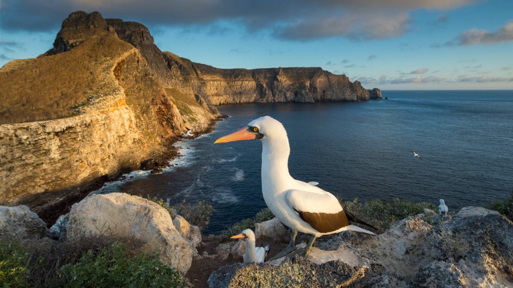 Nazca Booby