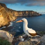 Nazca Booby