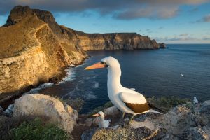 Nazca Booby