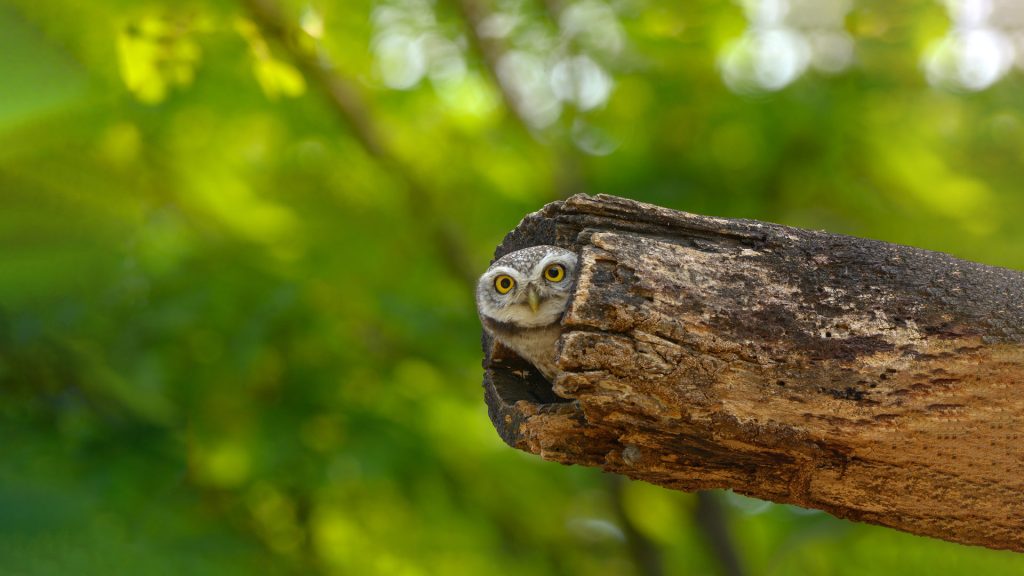 Spotted Owlet