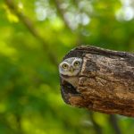 Spotted Owlet