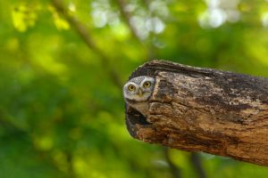 Spotted Owlet