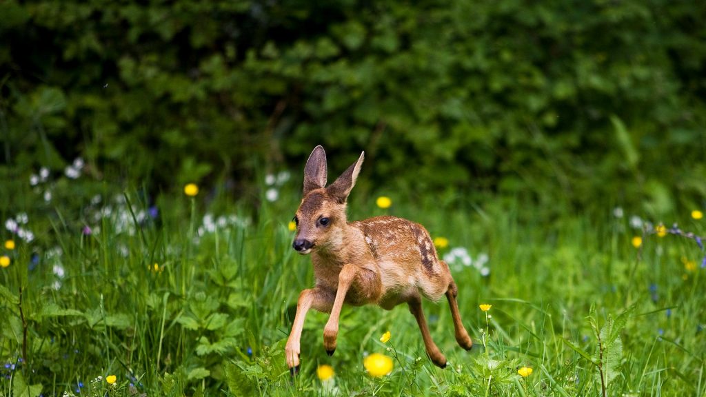 Summer Deer