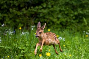 Summer Deer