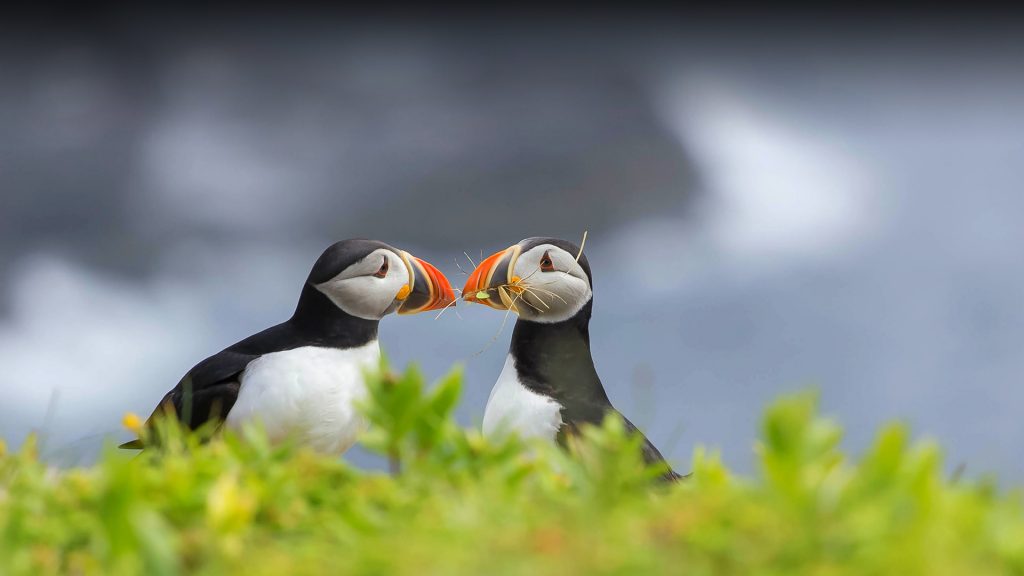 Two Puffins