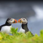 Two Puffins