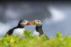 Two Puffins