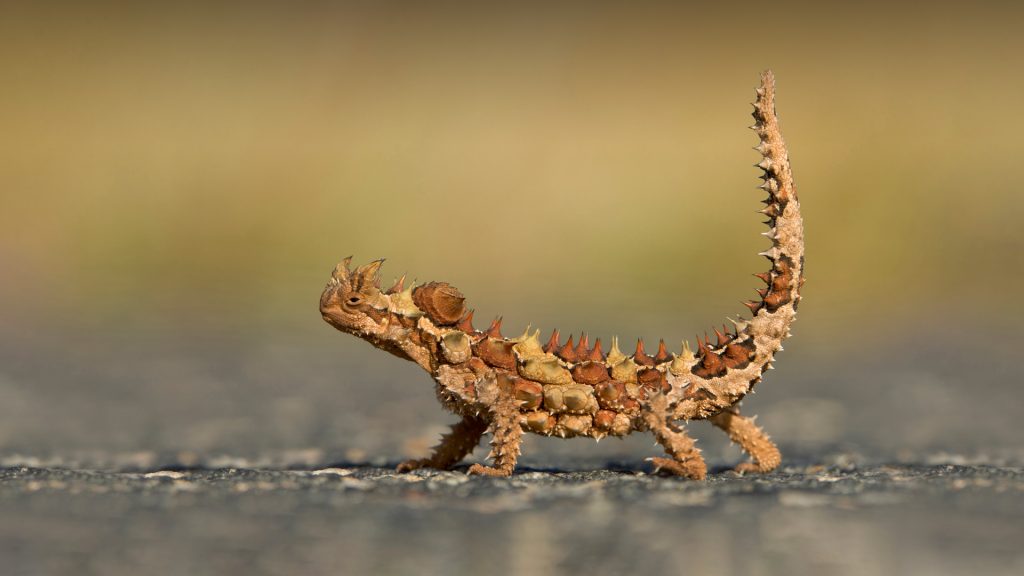 Watarrka Lizard