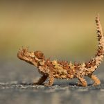 Watarrka Lizard