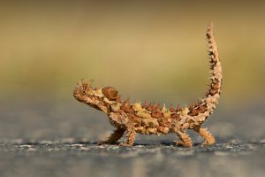 Watarrka Lizard