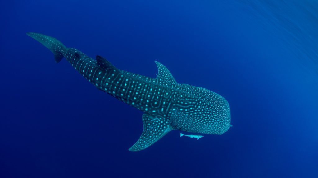 Whale Shark Day