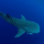 Whale Shark Day