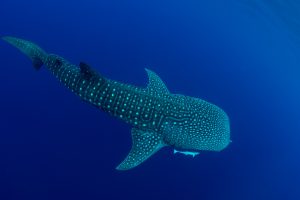 Whale Shark Day