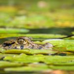 Young Caiman