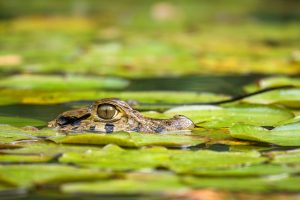 Young Caiman