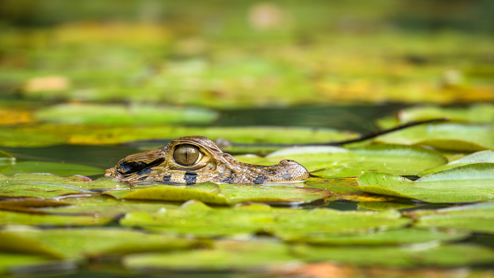 Young Caiman