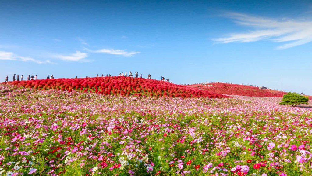 Cosmos Day2024