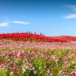 Cosmos Day2024