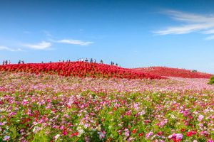 Cosmos Day2024