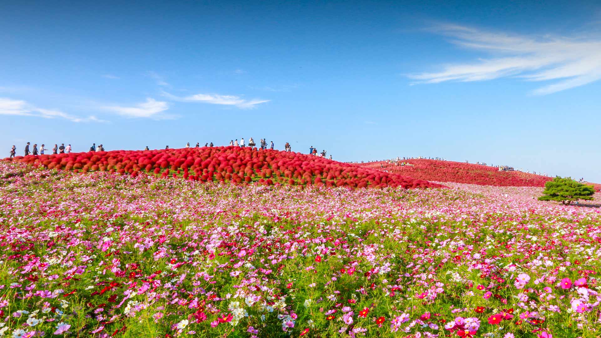 Cosmos Day 2024