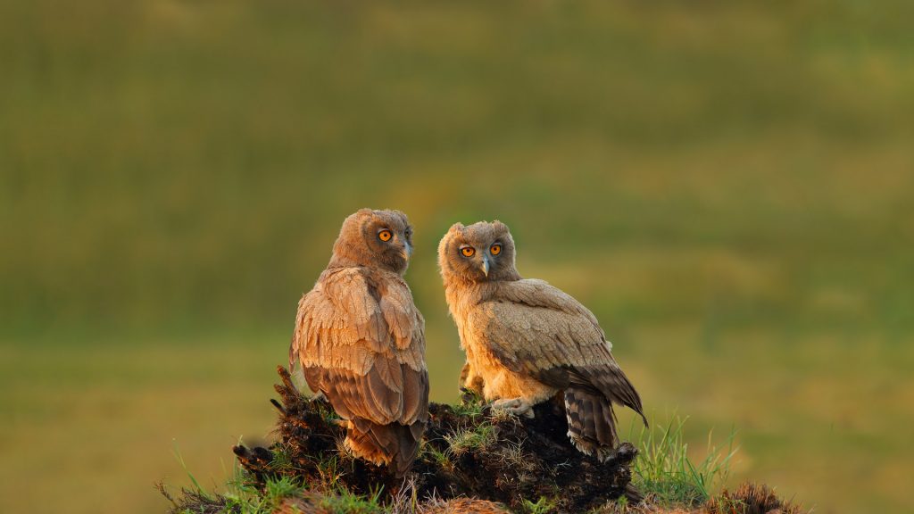 Dusky Owls