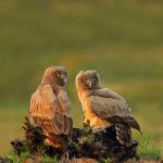 Dusky Owls